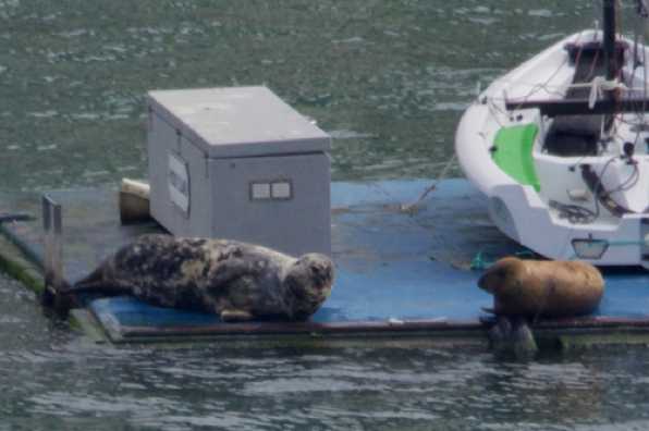 22 April 2022 - 10-25-35

-----------------------
Seals disrupt play at RDYC